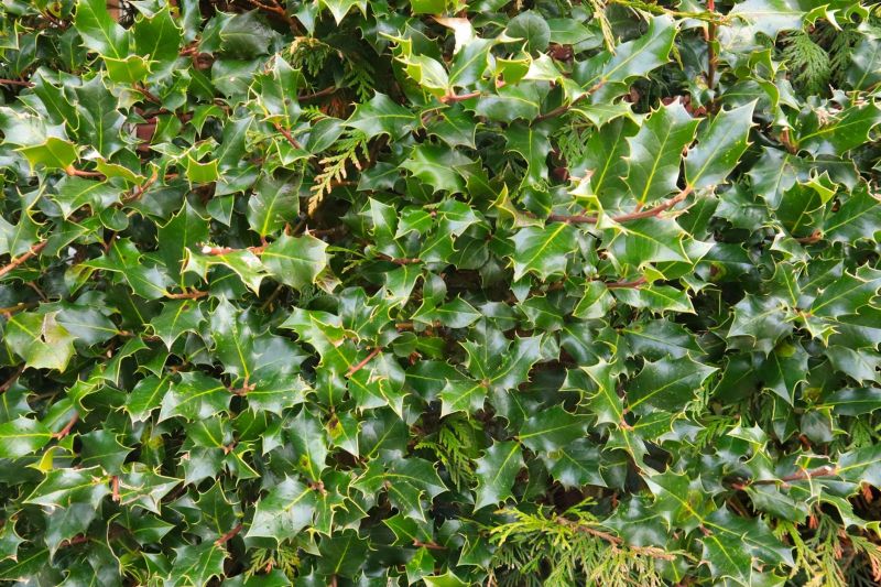 Holly Bushes Trimming