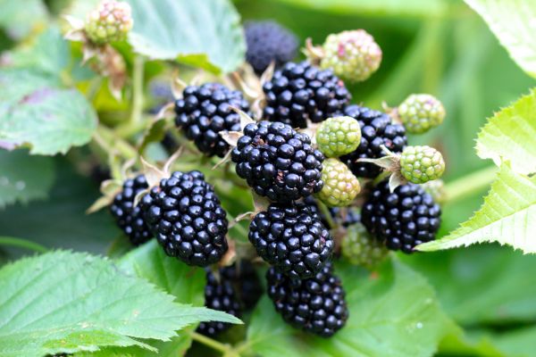 Cost of Blackberry Bush Removal in Bloomington