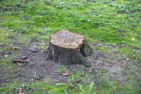 Cost of Bush Stump Removal in Bloomington