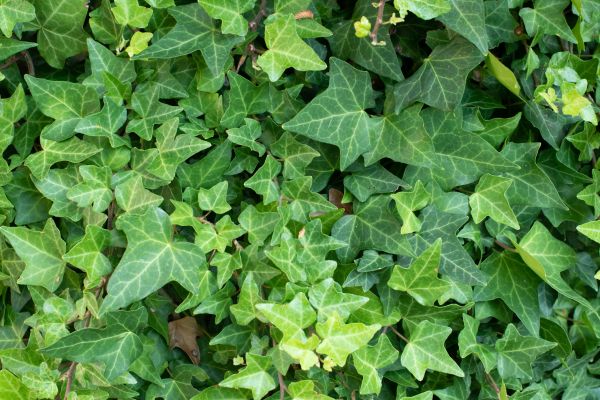 Cost of English Ivy Removal in Bloomington
