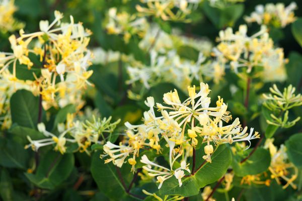Cost of Honeysuckle Removal in Bloomington