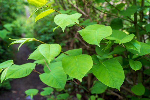 Cost of Invasive Plant Removal in Bloomington