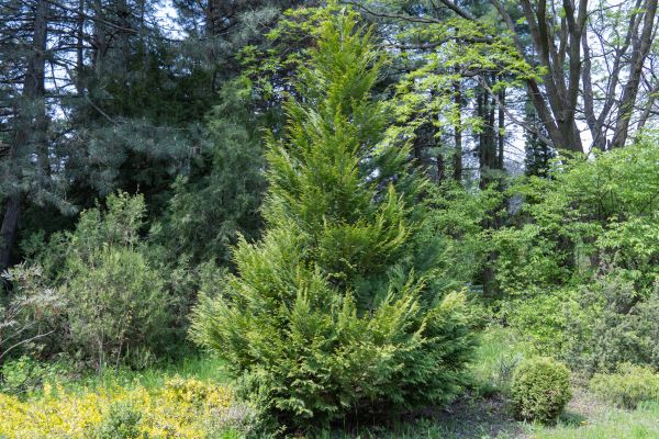 Cost of Juniper Pruning in Bloomington