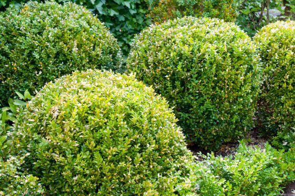 Cost of Landscape Trimming Service in Bloomington