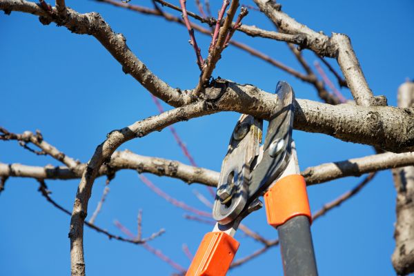Cost of Pruning Service in Bloomington