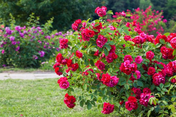 Cost of Rose Bush Pruning in Bloomington