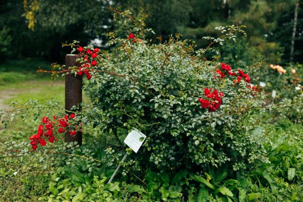 Cost of Rose Bush Removal in Bloomington