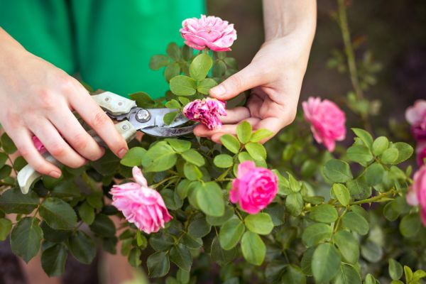 Cost of Rose Trimming in Bloomington