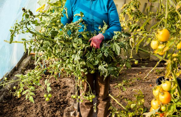 Cost of Garden Plant Removal in Bloomington