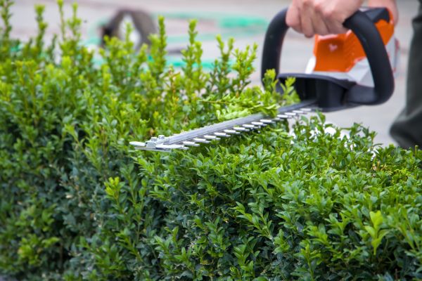 Cost of Hedge Shearing in Bloomington