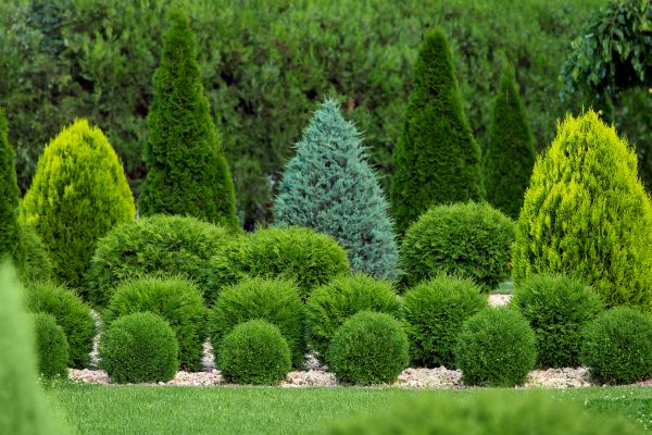 Cost of Shrub Shaping in Bloomington