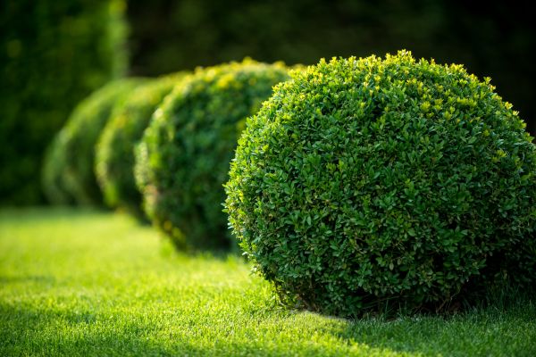 Cost of Bush Pruning in Bloomington