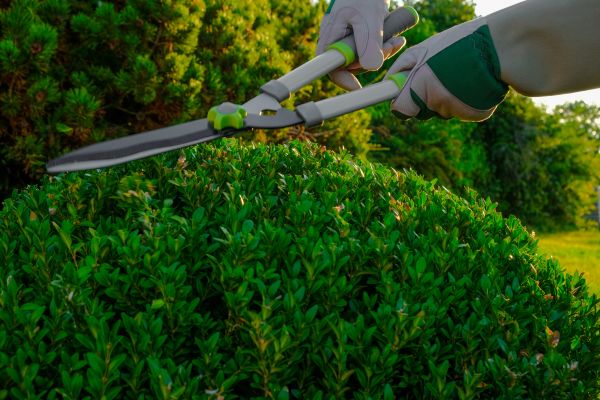 Cost of Topiary Shearing in Bloomington