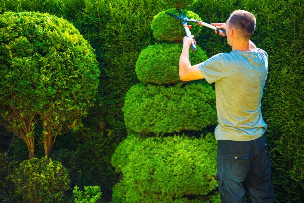 Cost of Topiary Shaping in Bloomington