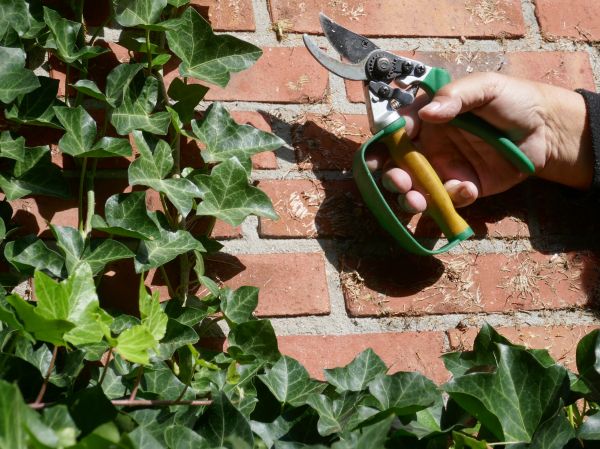 Cost of Ivy Removal Service in Bloomington