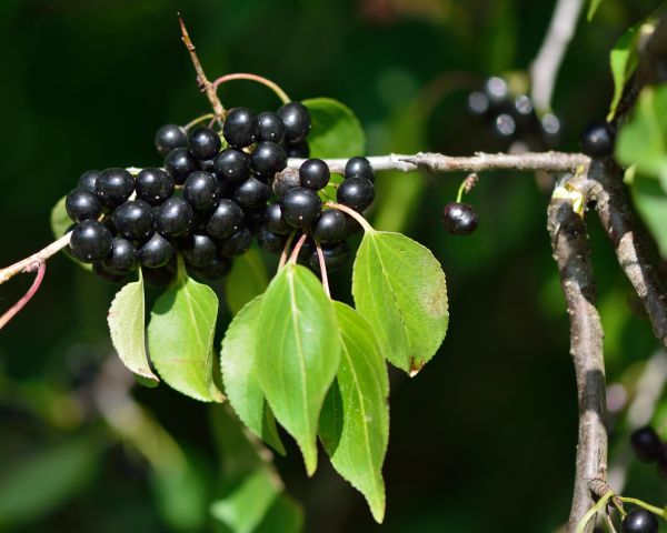 Cost of Buckthorn Removal in Bloomington