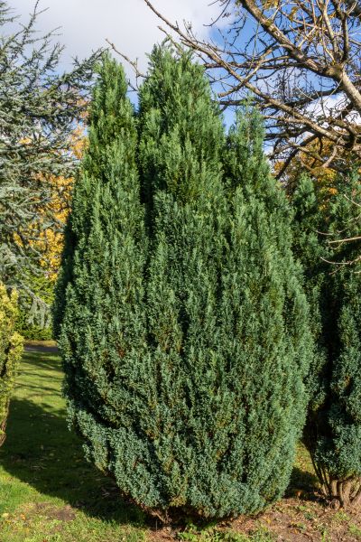 Cost of Juniper Trimming in Bloomington