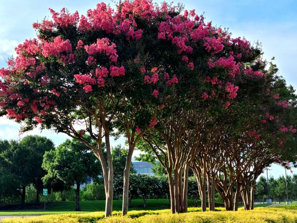 Cost of Crepe Myrtle Pruning in Bloomington