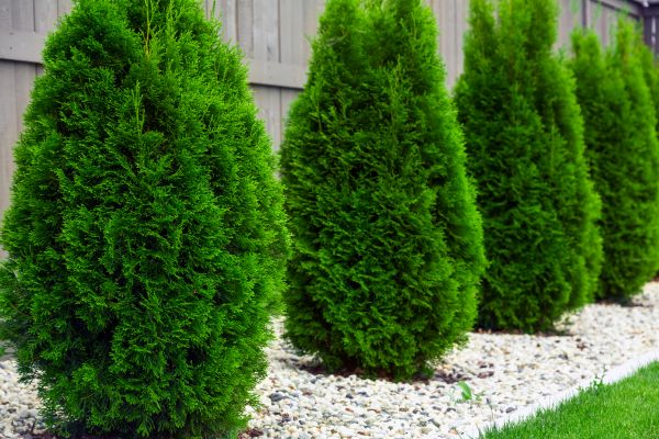 Cost of Arborvitae Pruning in Bloomington