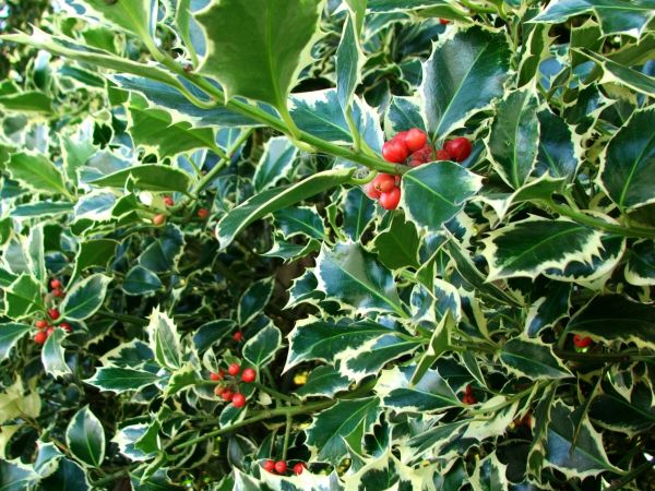 Cost of Holly Bushes Trimming in Bloomington