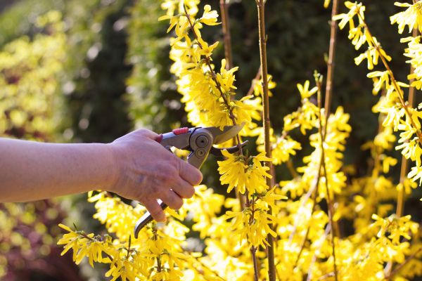 Cost of Forsythia Pruning in Bloomington