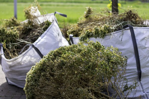 Cost of Shrubs Removal in Bloomington