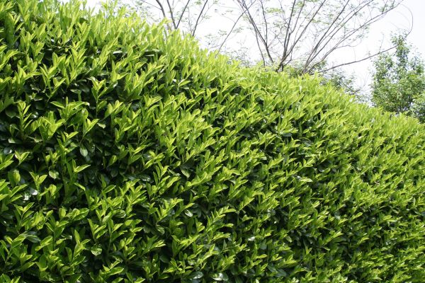 Cost of Laurel Shrub Removal in Bloomington
