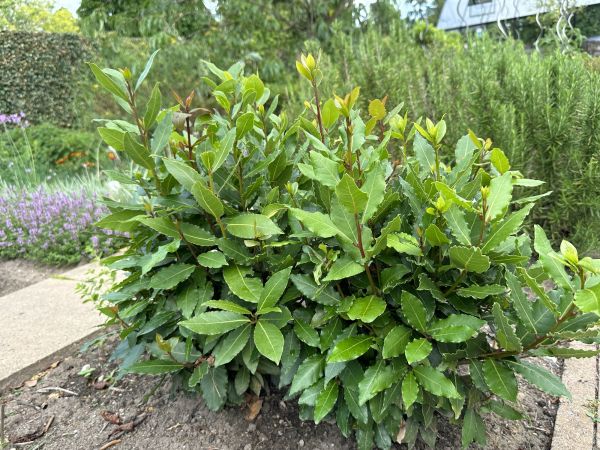Cost of Laurel Hedge Removal in Bloomington