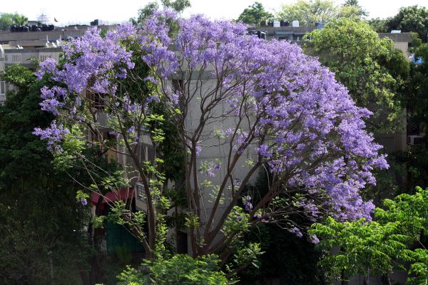 Jacaranda Tree Trimming