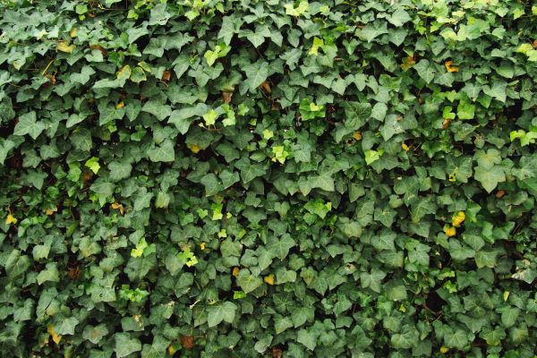Cost of Ivy Pruning service in Bloomington