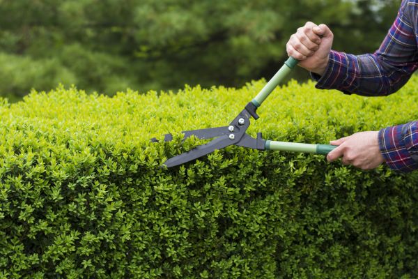 Cost of Evergreen Shrub Pruning in Bloomington