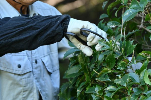 Cost of Holly Pruning in Bloomington