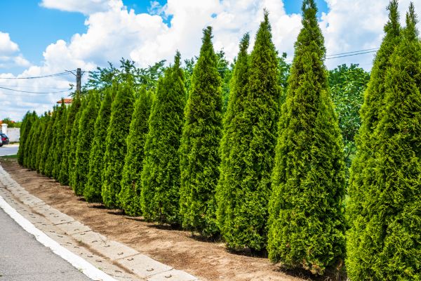 Cost of Arborvitae Shearing in Bloomington