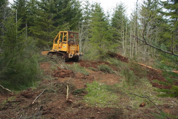 Cost of Shrubbery Clearing in Bloomington