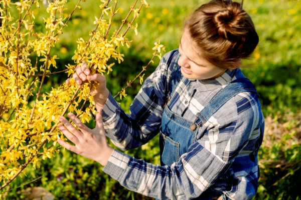 Cost of Forsythia Trimming in Bloomington