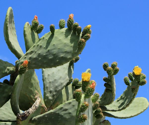Cost of Cactus Removal in Bloomington