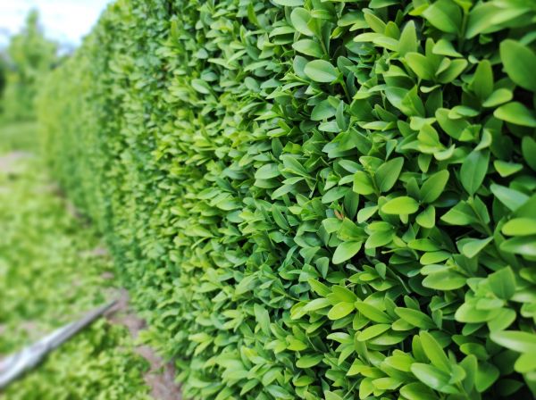 Cost of Boxwood Pruning in Bloomington