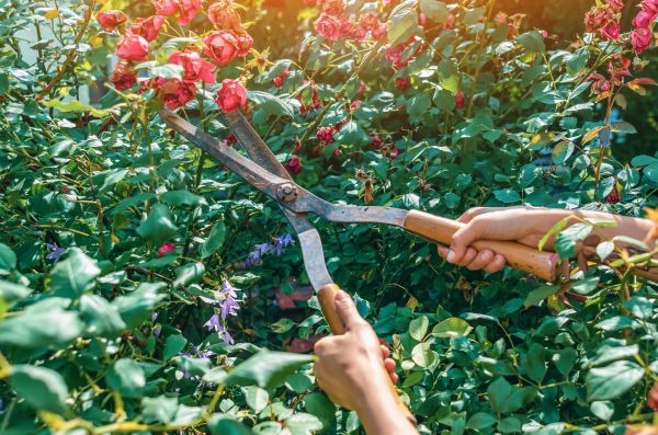 Cost of Knockout Roses Pruning in Bloomington