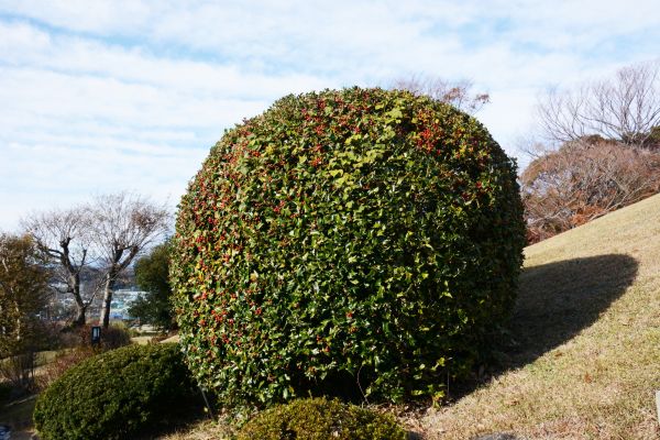 Cost of Holly Shrub Pruning in Bloomington
