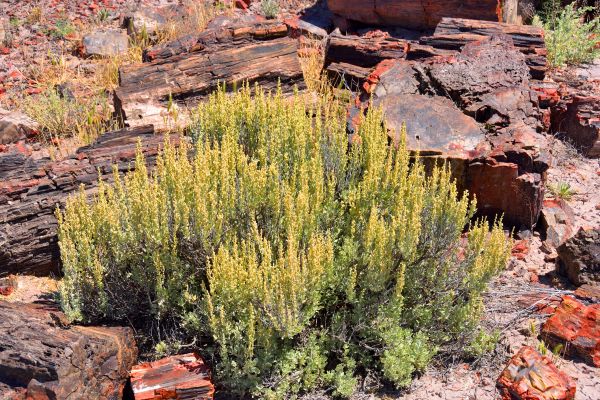 Cost of Sagebrush Removal in Bloomington