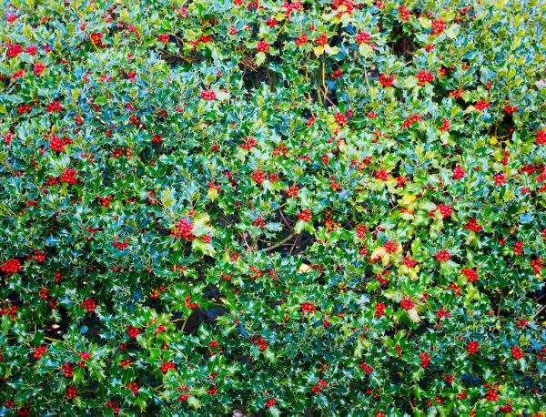 Cost of Holly Bush Removal in Bloomington