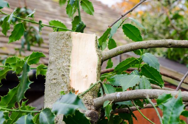 Cost of Holly Tree Removal in Bloomington