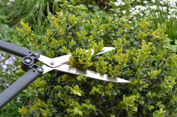 Cost of Boxwood Trimming in Bloomington