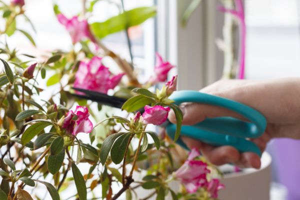 Cost of Azalea Pruning in Bloomington