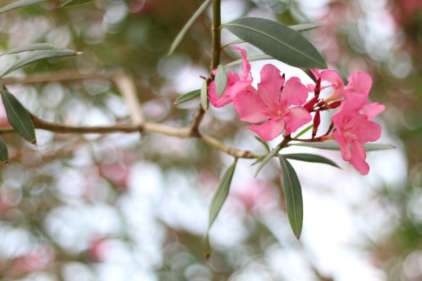 Cost of Oleander Removal in Bloomington