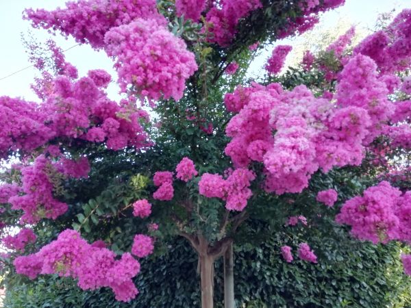 Cost of Crape Myrtle Pruning in Bloomington