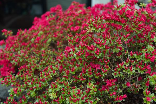 Cost of Weigela Removal Service in Bloomington