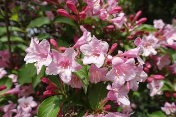 Cost of Weigela Pruning Service in Bloomington
