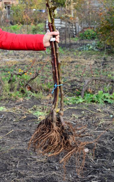 Cost of Shrub Root Removal in Bloomington