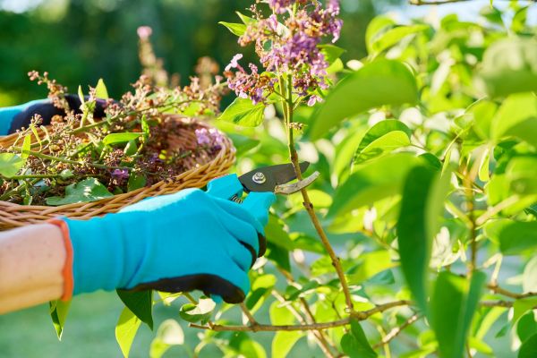 Cost of Lilac Trimming Service in Bloomington